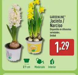 ALDI GARDENLINE Jacinto/ Narciso oferta