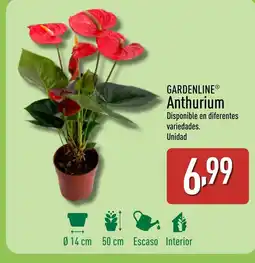 ALDI GARDENLINE Anthurium oferta