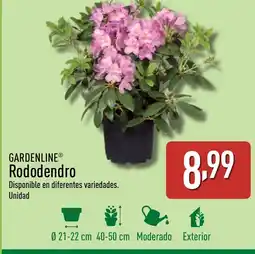 ALDI GARDENLINE Rododendro oferta