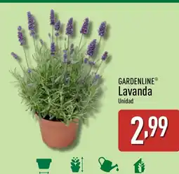 ALDI GARDENLINE Lavanda oferta