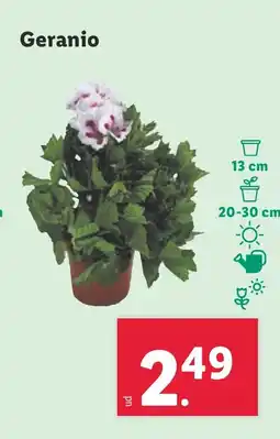 Lidl Geranio oferta