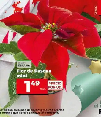Dia Flor de Pascua Mini oferta