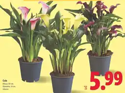 Supermercados MAS Tejero - caballa filete girasol oferta
