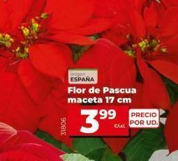 Dia Flor de pascua oferta