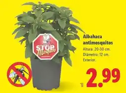 Abordo Ideal - pelotas de cocido oferta