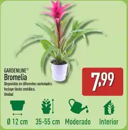 ALDI Gardenline - bromelia oferta