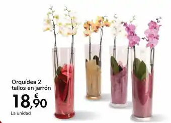 Carrefour Orquídea 2 tallos en jarro oferta