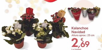 Carrefour Kalanchoe navidad oferta