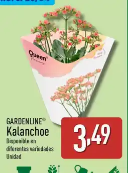 ALDI GARDENLINE Kalanchoe oferta