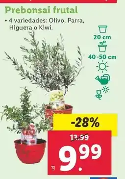 Lidl Prebonsai frutal oferta