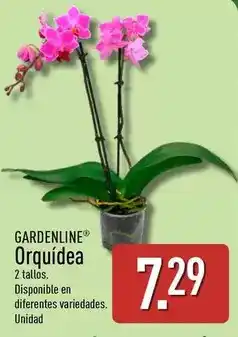 GM Cash & Carry Carbonell - aceite de oliva suave oferta