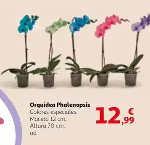 Alcampo Orquídea phalenopsis oferta