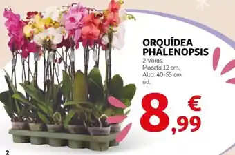Alcampo Orquidea phalenopsis oferta