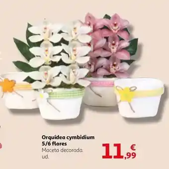 Alcampo Orquídea cymbidium 5/6 flores oferta