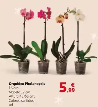 Alcampo Orquídea phalenopsis oferta