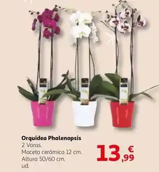 Alcampo Orquídea phalenopsis oferta