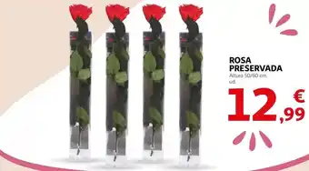 Alcampo Rosa preservada oferta
