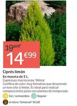 Jardiland Ideal - cipres limon oferta