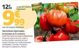 Jardiland Hortalizas injetradas oferta