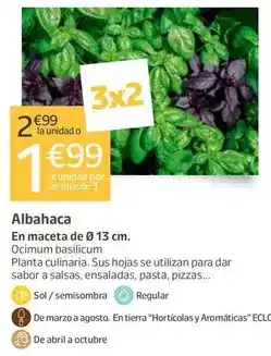 Jardiland Albahaca oferta