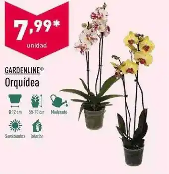 ALDI Gardeline Orquídea oferta