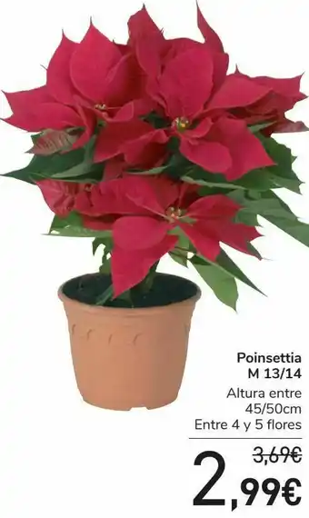 Carrefour Poinsettia m13/14 oferta