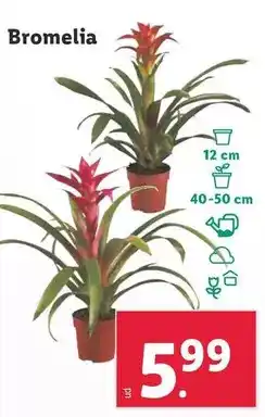 Lidl Bromelia oferta