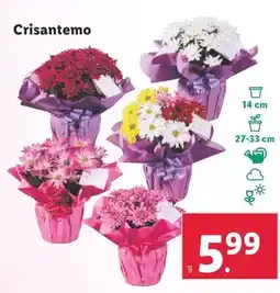 Lidl Crisantemo oferta