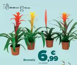 Carrefour Bromelia oferta