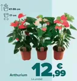 Carrefour Anthurium oferta