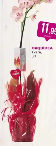 SPAR Gran Canaria 1 vara oferta