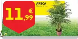 Alcampo Areca oferta