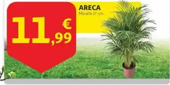 Alcampo Areca oferta