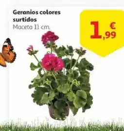 Alcampo Geranios colores surtidos oferta