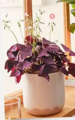 Jardiland Fals trevol oferta