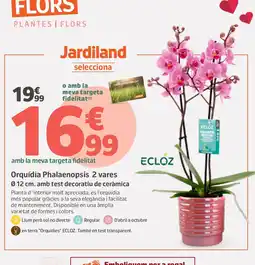 Jardiland Orquídia Phalaenopsis 2 vares oferta