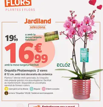 Jardiland Orquídia Phalaenopsis 2 vares oferta