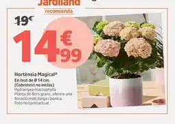 Jardiland Hortensia Magical oferta
