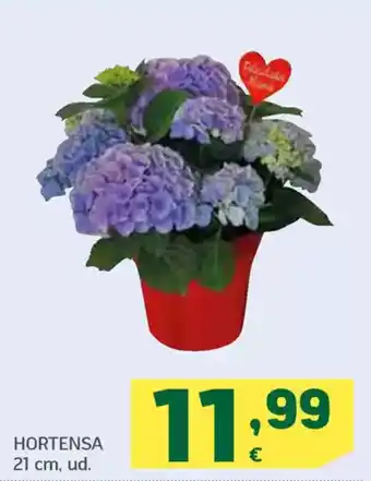 HiperDino Hortensa 21 cm oferta