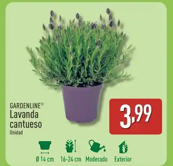 ALDI GARDENLINE Lavanda cantueso oferta