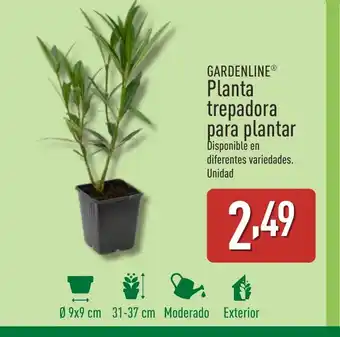 ALDI GARDENLINE Planta trepadora para plantar oferta