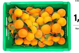 Cash Ifa Naranja C/Hoja oferta