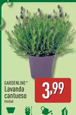 ALDI GARDENLINE Lavanda cantueso oferta