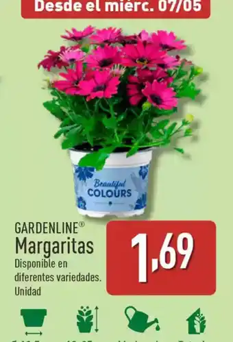 ALDI GARDENLINE Margaritas oferta