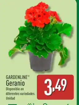 ALDI GARDENLINE Geranio oferta