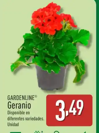 ALDI GARDENLINE Geranio oferta