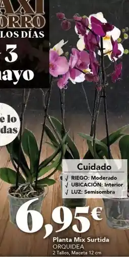 Gadis Cuidado oferta