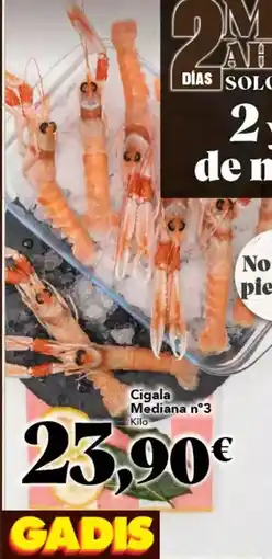 Gadis Solo - cigala mediana n3 oferta