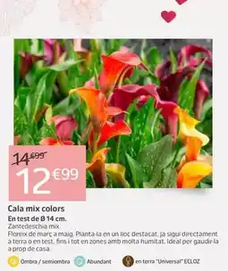 Jardiland Cala mix colors oferta
