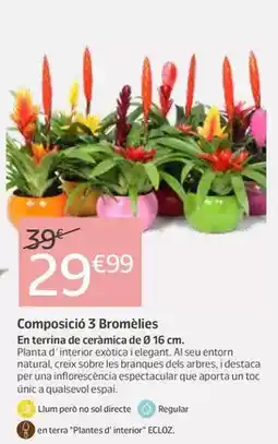 Jardiland Composició 3 bromèlies oferta
